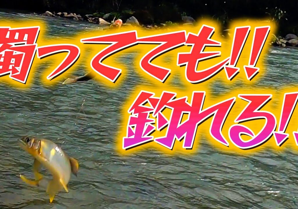 【鮎釣り】鮎釣り人生過去最高の濁り！でも釣れた！