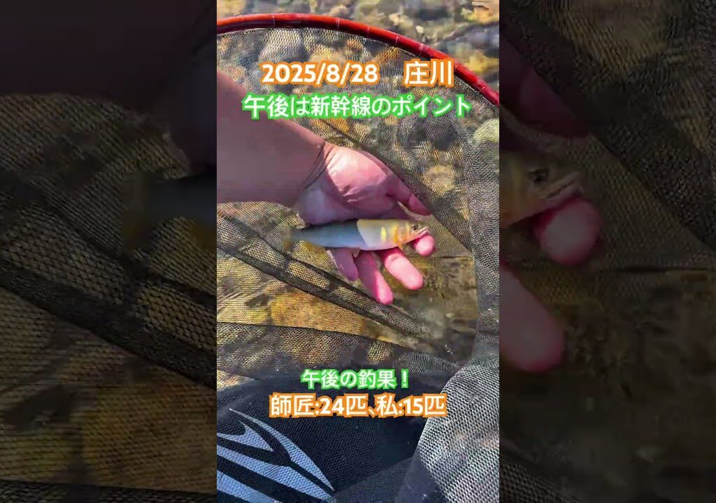 【庄川　鮎釣り】 竿抜け場所も鮎はまだ小さめ　#富山県#庄川#鮎釣り##友釣り