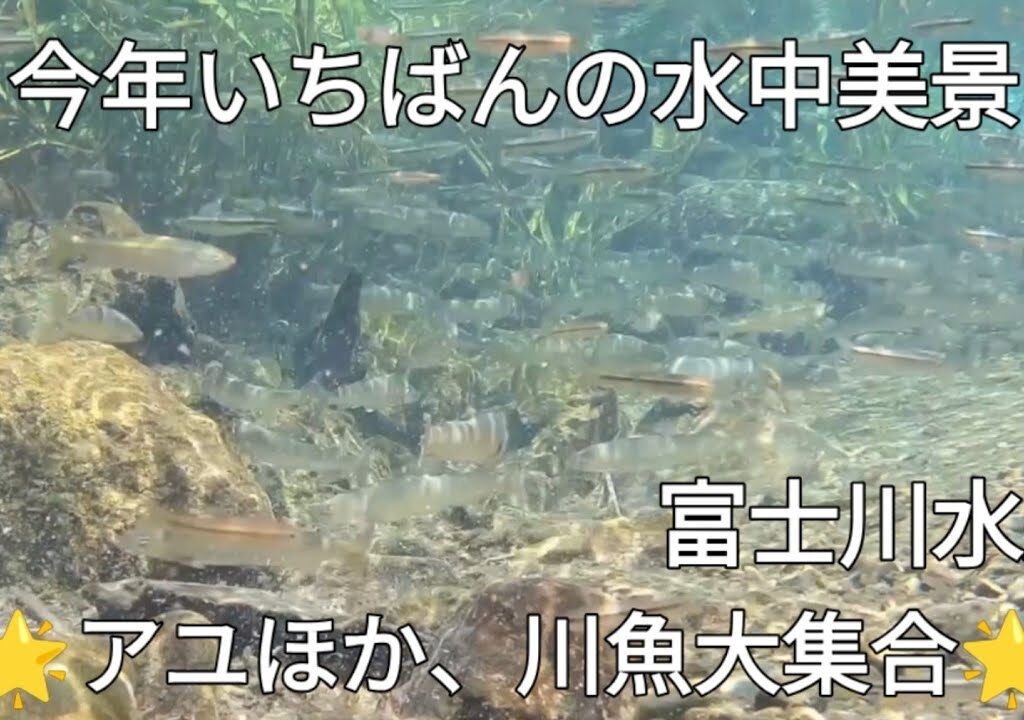 山梨・夏の清流　川魚大集合　アユ大群入り　富士川水系