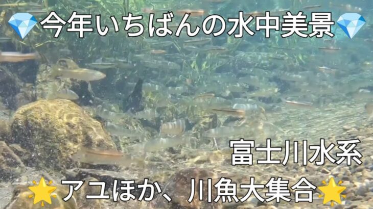 山梨・夏の清流　川魚大集合　アユ大群入り　富士川水系