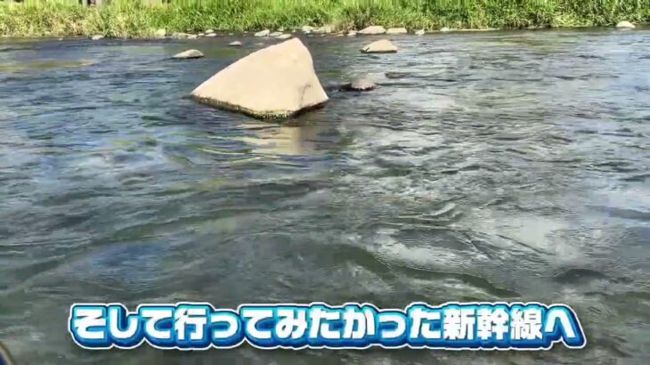 渇水の庄川！鮎は素揚げサイズ！