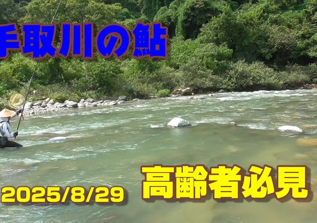 【手取川の鮎】高齢者必見 !  中流部