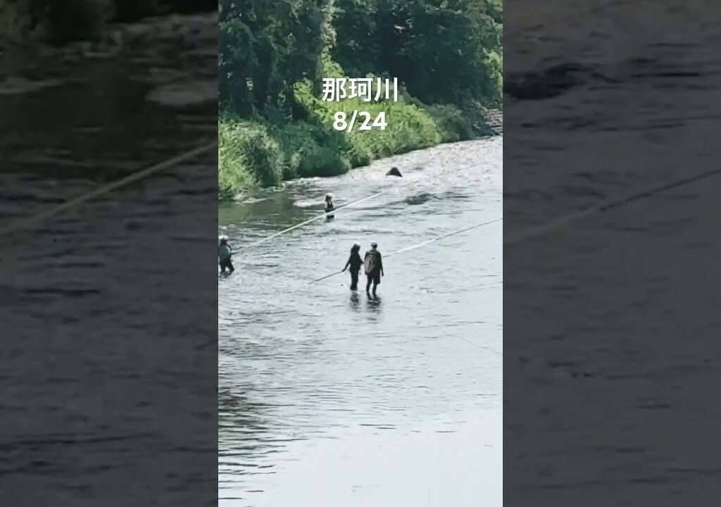 【渇水那珂川】鮎レディ笑顔で踏ん張る #鮎釣り #那珂川 #鮎の友釣り