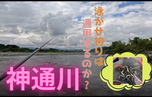 【２０２５年８月２日　神通川鮎釣り。縦竿の泳がせ釣りは通用するのか】