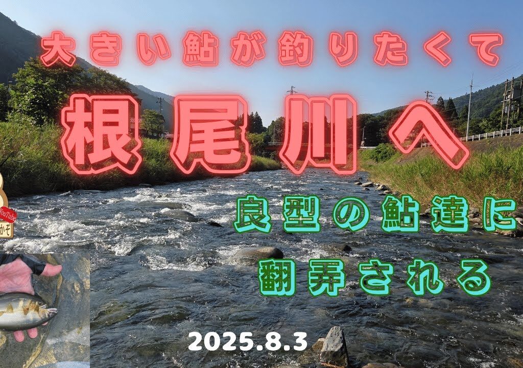 「大アユ釣り」根尾川釣行　#良型鮎　#友釣り