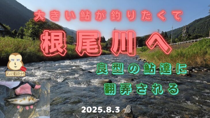 「大アユ釣り」根尾川釣行　#良型鮎　#友釣り