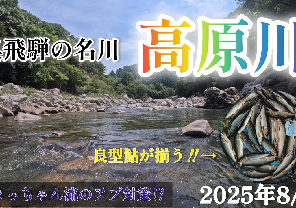 奥飛騨の名川‼️高原川。良型が揃う‼️まっちゃん流のアブ対策⁉️