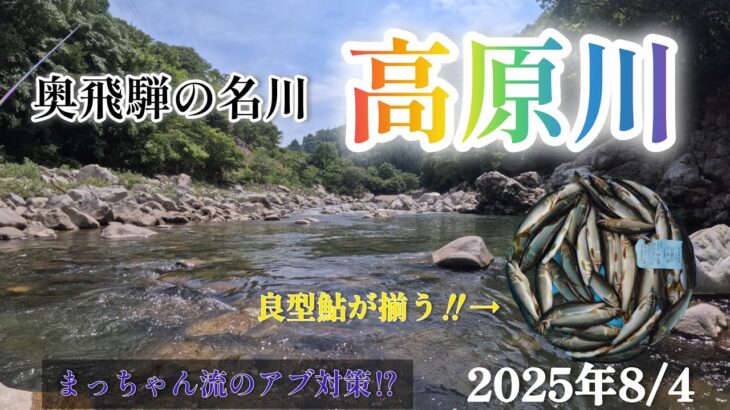 奥飛騨の名川‼️高原川。良型が揃う‼️まっちゃん流のアブ対策⁉️