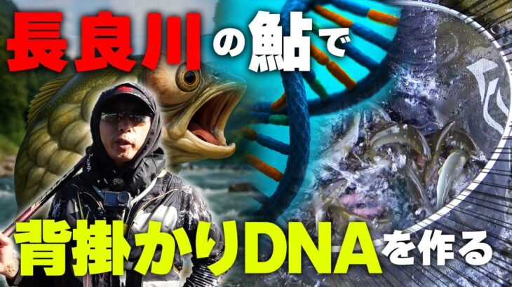 背掛かり率を爆増させる為に最強の鮎を捕まえに行ってきた【鮎釣り】