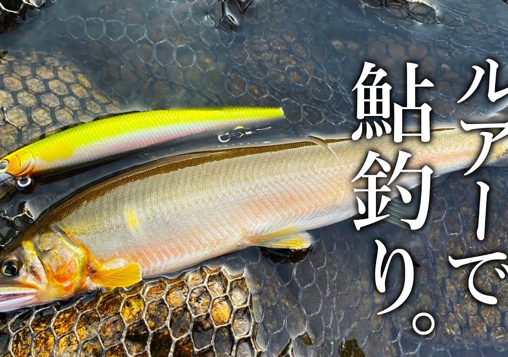 ルアー１つで簡単に鮎が爆釣！住宅街を流れる都市河川のアユイングが面白い