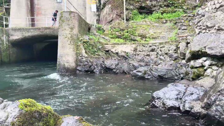 仁淀川で鮎を釣る川魚漁師