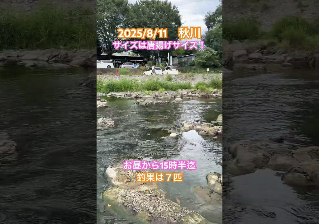 【秋川　鮎釣り】 小峰オトリ店まで下りましたが…釣果はいまひとつ　#あきる野市#秋川漁協#鮎#友釣り#鮎釣り