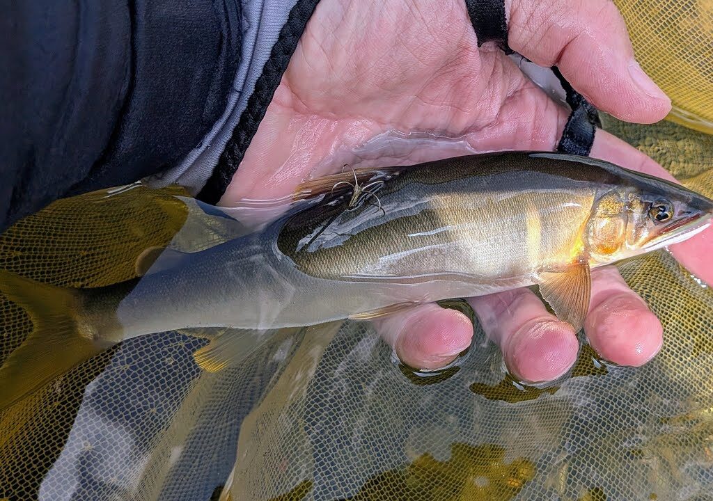 猛暑ひと段落、鮎釣りに行ってきました