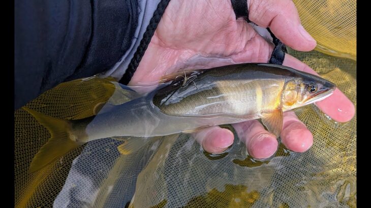 猛暑ひと段落、鮎釣りに行ってきました