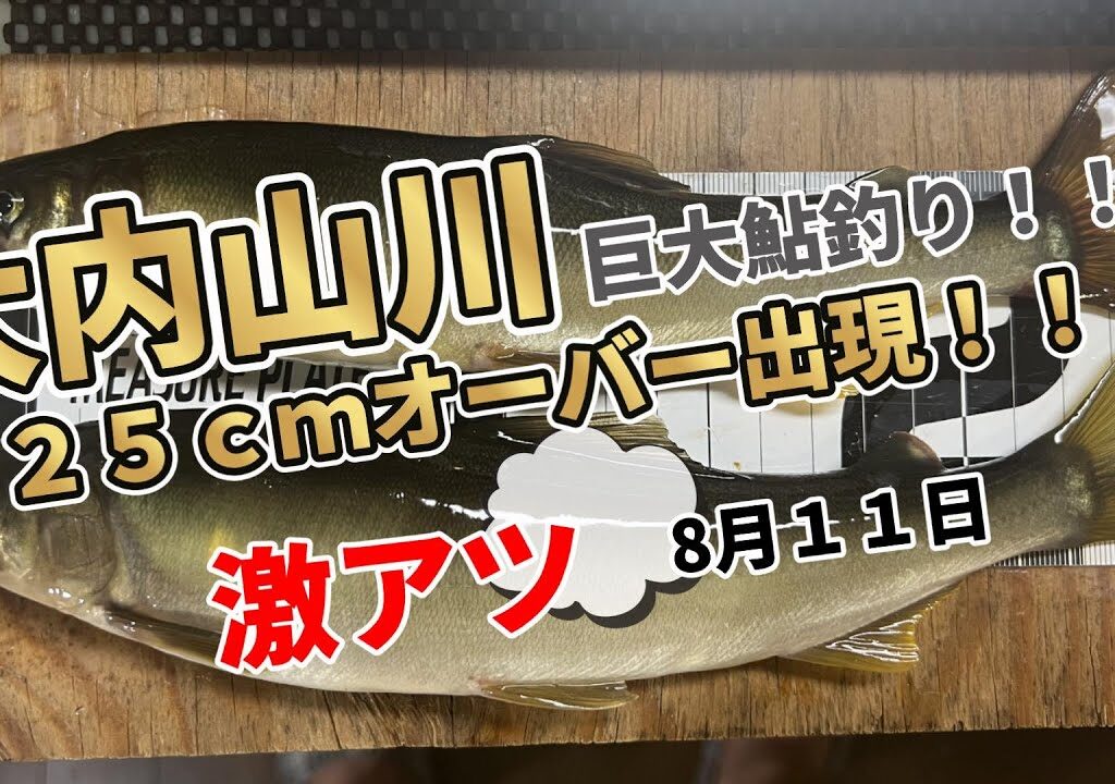 【大内山川の巨大な鮎を釣る！】今シーズン最大の２５ｃｍオーバーが釣れてしまいました。＃鮎釣り＃大内山川＃大鮎