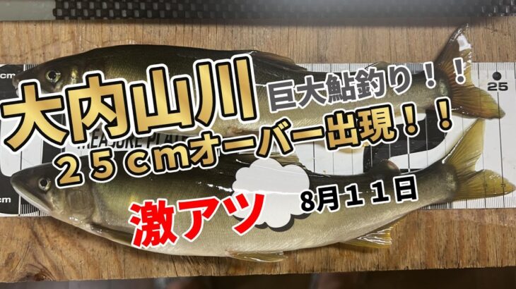 【大内山川の巨大な鮎を釣る！】今シーズン最大の２５ｃｍオーバーが釣れてしまいました。＃鮎釣り＃大内山川＃大鮎