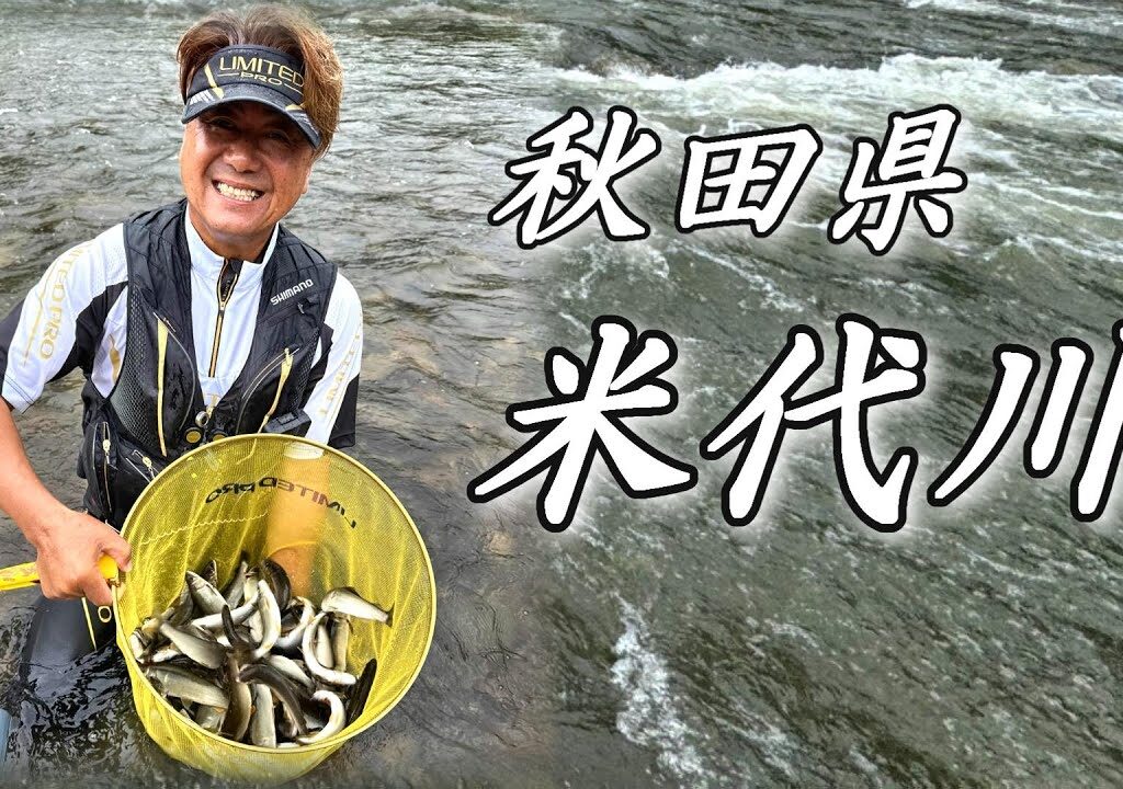 【鮎釣り】秋田県 米代川 良型が連発❗