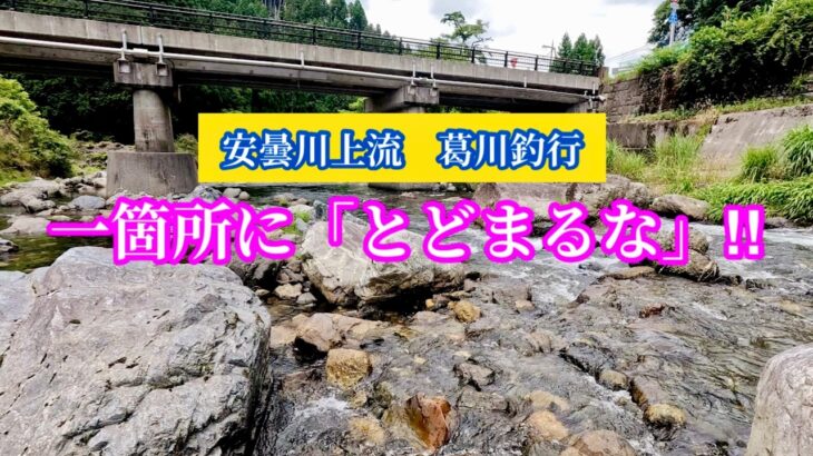 【鮎釣り】葛川リベンジ釣行！苦戦…からのドラマ