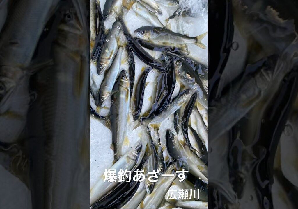 今旬の魚釣ってきました。#鮎釣り #宮城県釣り