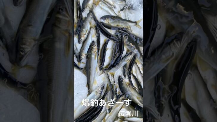 今旬の魚釣ってきました。#鮎釣り #宮城県釣り