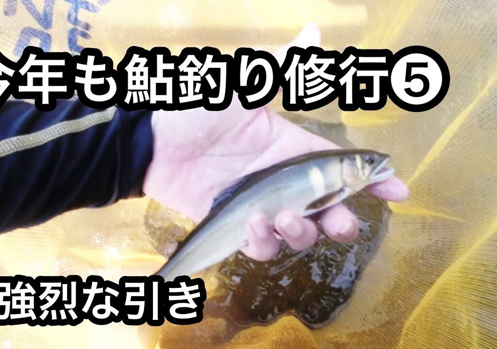 【鮎釣り】今年も鮎釣り修行中この当たりが堪りません