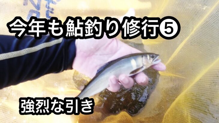 【鮎釣り】今年も鮎釣り修行中この当たりが堪りません