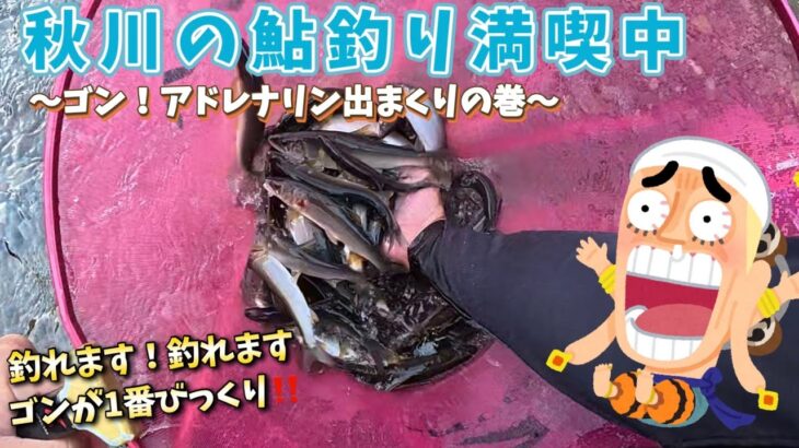 秋川上流域の鮎釣り