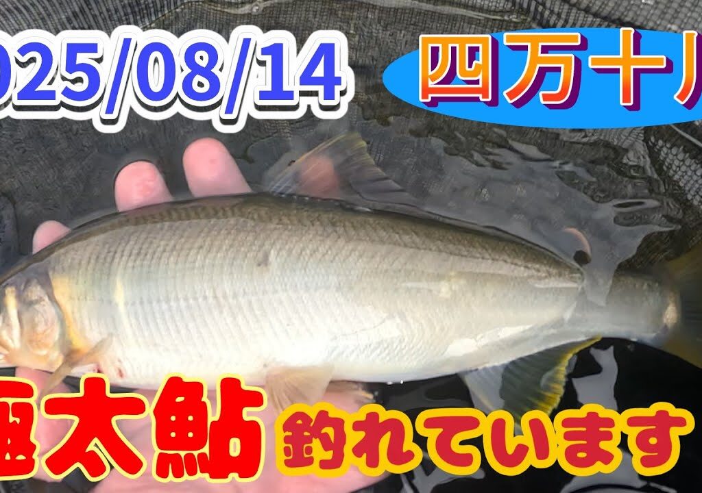 四万十川デカ鮎釣り、調子こいてドンブリこいた。