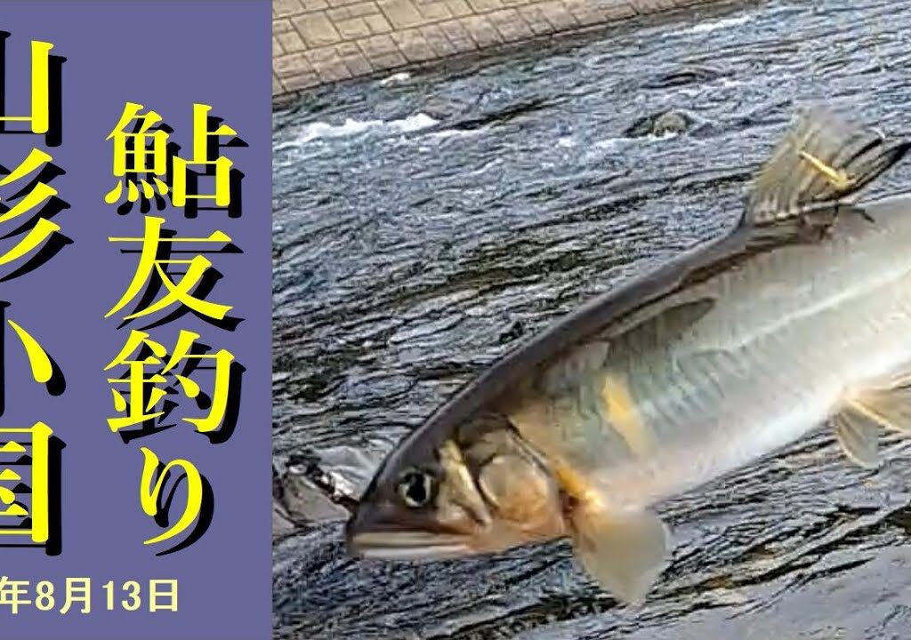 【鮎】山形県_小国川_長尾橋下流