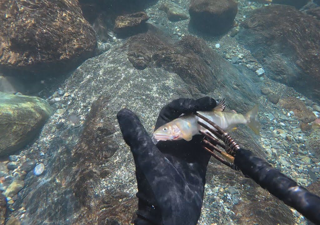 大自然の中で鮎突き。～ヤマメも添えて～【魚突き】【素潜り】