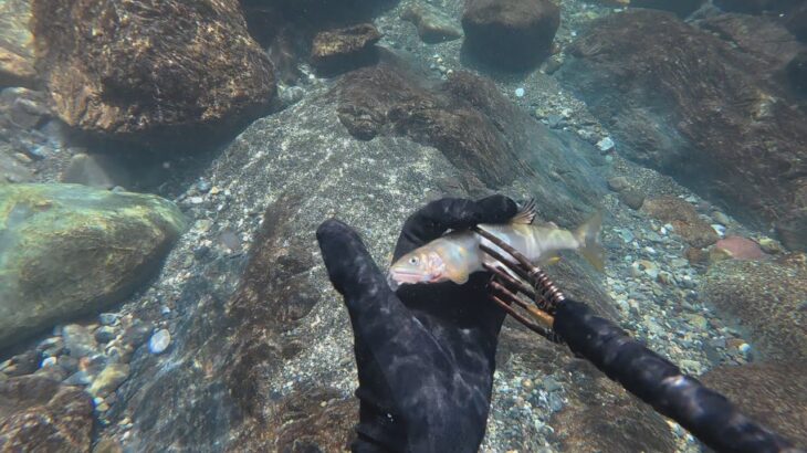 大自然の中で鮎突き。～ヤマメも添えて～【魚突き】【素潜り】