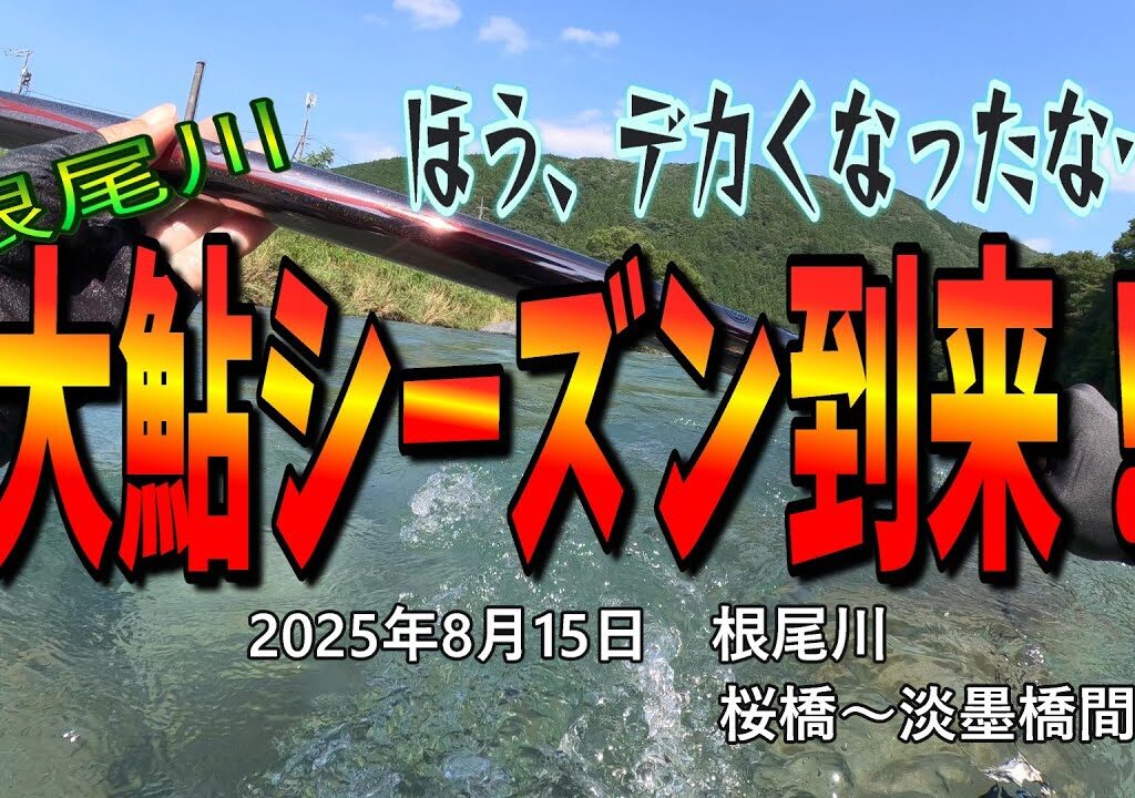 根尾川　大鮎シーズン到来！