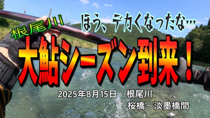 根尾川　大鮎シーズン到来！