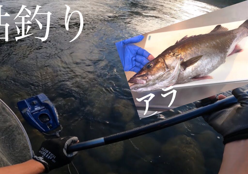 鮎の友釣りに行ったけどトラブルばかり！後日２週間寝かせていた高級魚を捌いて食べた！