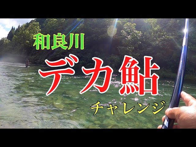【鮎釣り】和良鮎デカくてなかなか抜けません泣