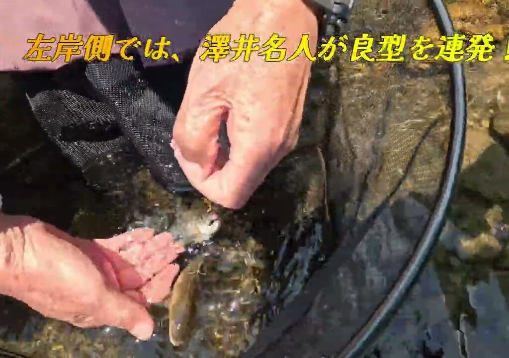 福井県の清流・足羽川でのアユ釣り～美鮎と戯れる