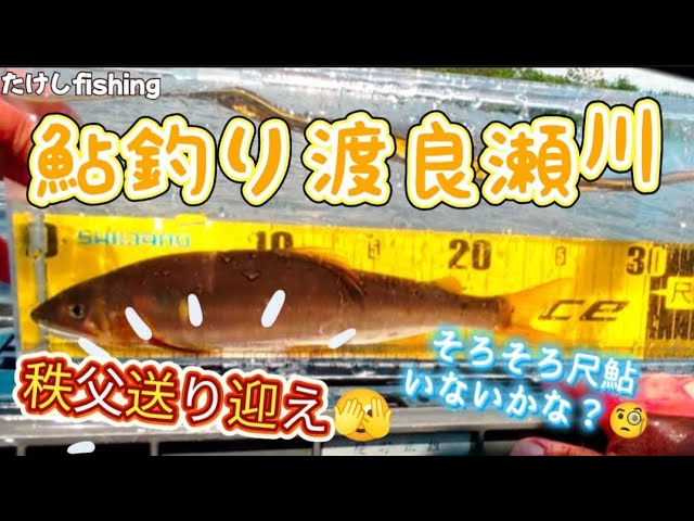 [鮎釣り]渡良瀬川　秩父のしげる君と渡良瀬川の鮎とたわむれる🥳渡良瀬橋付近と高速下🧐