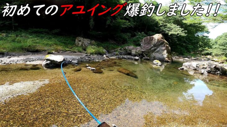 初めての仕掛けで爆釣！！！アユイング！！