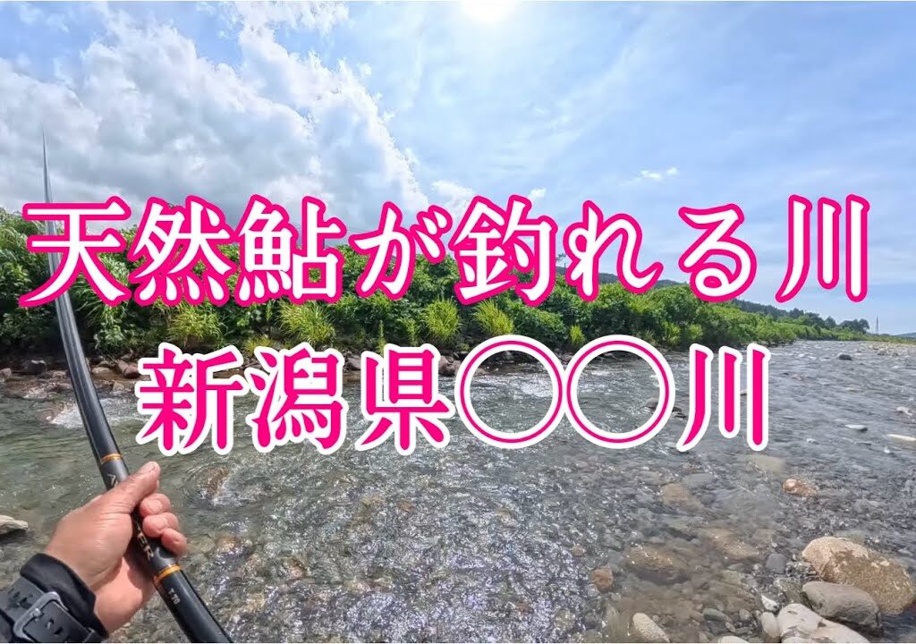 【新潟県の天然遡上鮎釣り】嘘でしょ‼︎‼︎‼︎  贅沢なほど貸切