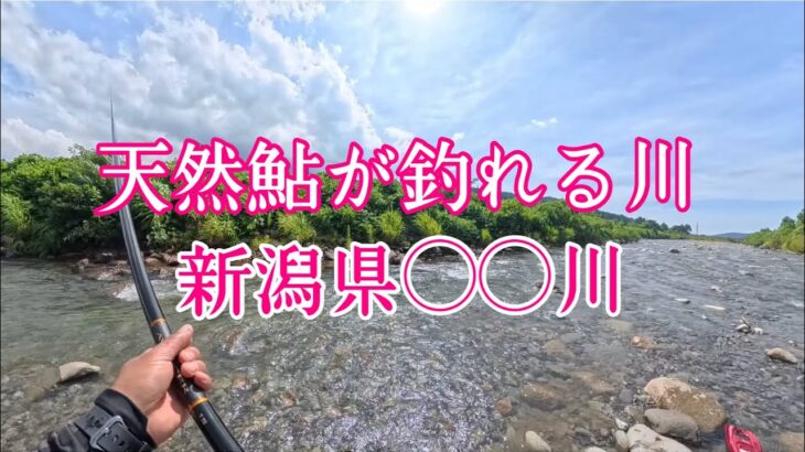【新潟県の天然遡上鮎釣り】嘘でしょ‼︎‼︎‼︎  贅沢なほど貸切