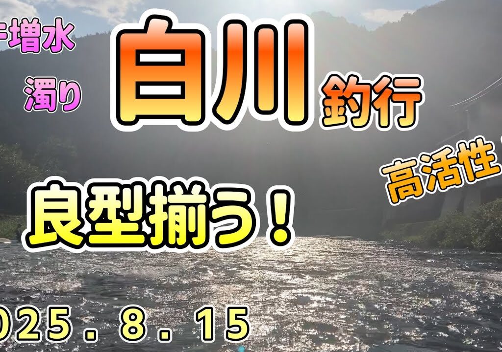 プチ増水　高活性の鮎釣り　飛騨川漁協　白川釣行