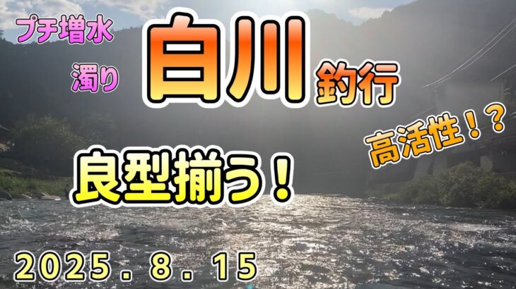 プチ増水　高活性の鮎釣り　飛騨川漁協　白川釣行