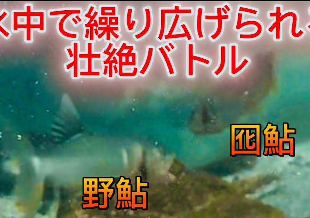 【水中映像】野鮎の世界へようこそ！縄張り鮎が暴れまくる‼️#鮎#鮎友釣り#鮎友釣り#アユ#アユ釣り#アユ友釣り #水中映像#水中