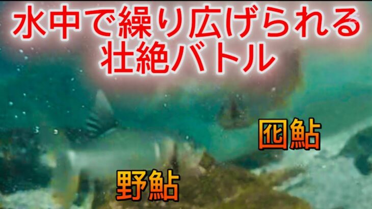 【水中映像】野鮎の世界へようこそ！縄張り鮎が暴れまくる‼️#鮎#鮎友釣り#鮎友釣り#アユ#アユ釣り#アユ友釣り #水中映像#水中