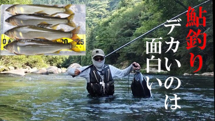 鮎釣り スキルアップするためデカ鮎を釣る／馬瀬川下流