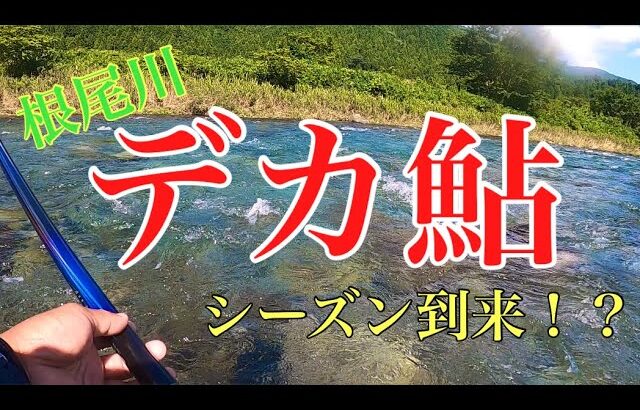 【鮎釣り】根尾川大鮎シーズン到来！？