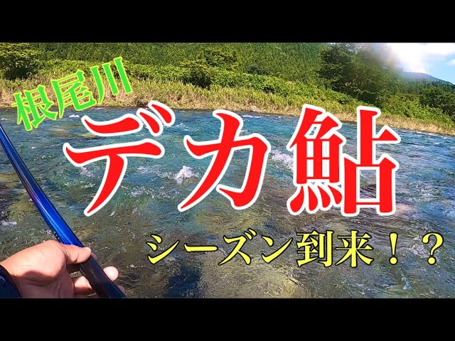 【鮎釣り】根尾川大鮎シーズン到来！？