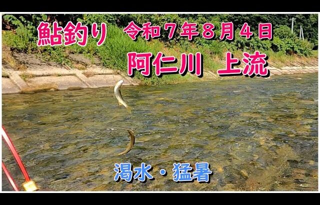 鮎釣り令和７年８月４日阿仁川上流