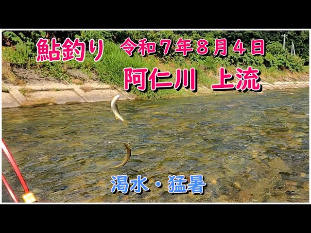 鮎釣り令和７年８月４日阿仁川上流