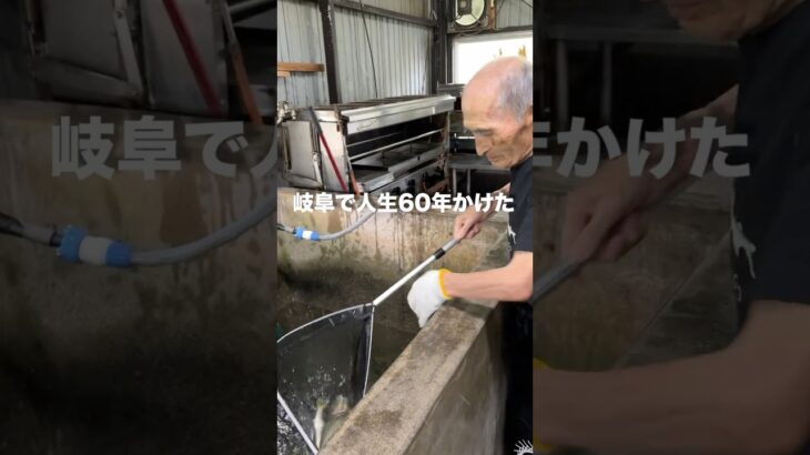 味が売りの岐阜にある鮎料理専門店が最高すぎた【岐阜　鮎料理ひらい】 #youtubeshorts #岐阜グルメ